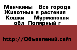 Манчкины - Все города Животные и растения » Кошки   . Мурманская обл.,Полярный г.